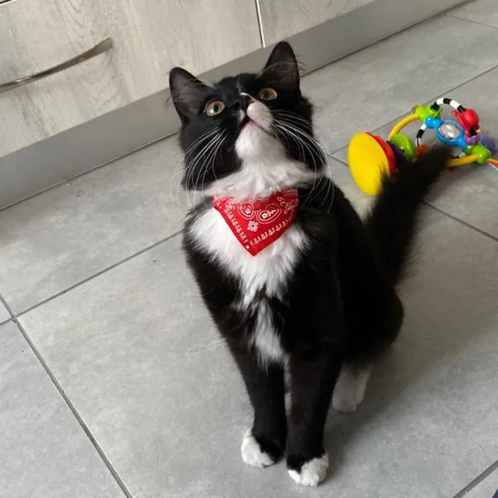 Bandana Ajustável para Pets – Estampa Fofa e Conforto
